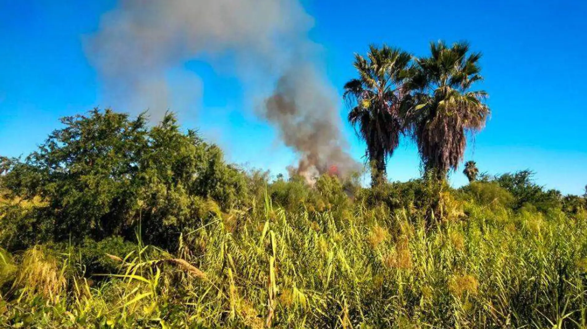 Incendio palmares